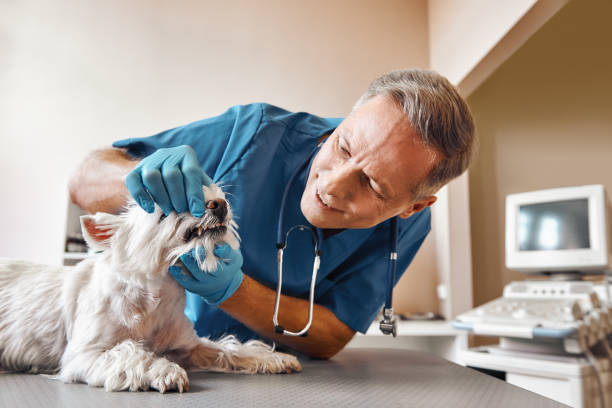 Best 24-Hour Emergency Dental Care in Piney Mountain, VA